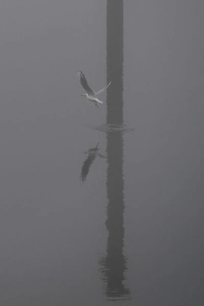 Seabirds fly through heavy fog at the Titanic docks in Belfast