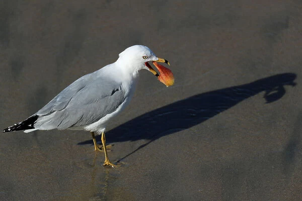 A seagull casts a shadow on the sand as it eats something it found on the sand at