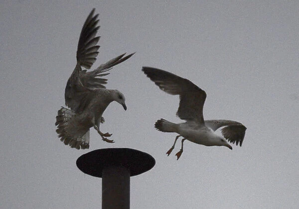 A seagull chases another off its perch on the chimney on top of the Sistine Chapel