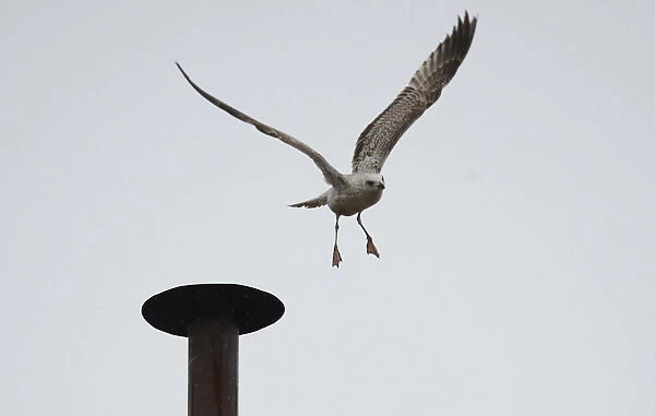 A seagull flies of from the chimney of the Sistine Chapel in Saint Peters Square during