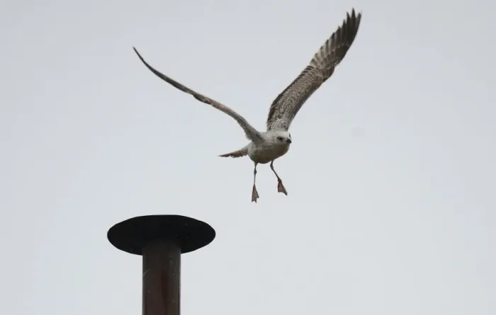 Framed Print : A seagull flies of from the chimney of the Sistine Chapel in Saint Peters Square during Framed Print : A seagull flies of from the chimney of the Sistine Chapel in Saint Peters Square during