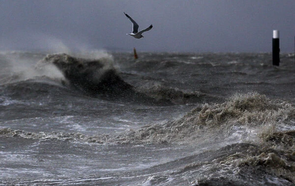 A seagull flies over the North Sea near the town of Emden