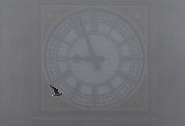 A seagull flies past the Big Ben clock on a foggy day in central London