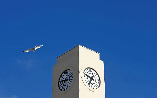 A seagull flies past a broken tower clock which does not indicate the correct time in