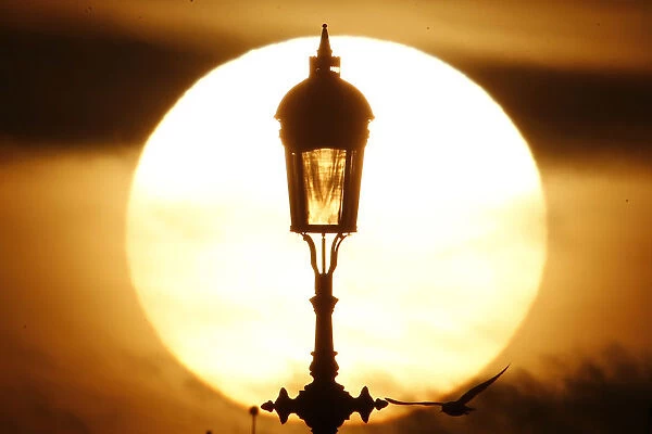 A seagull flies past a lamp during sunset in London