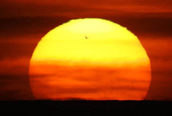 A seagull flies past during sunset at Hossegor on the southwest coast of France