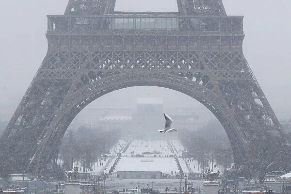 A seagull flies as snow falls near the Eiffel Tower in Paris as winter weather continues