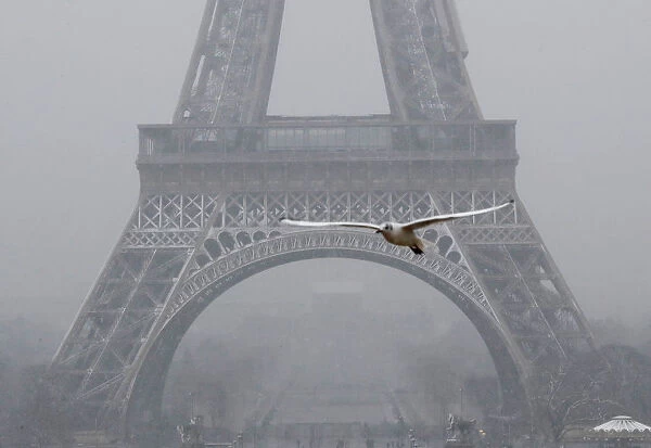 A seagull flies as snow falls near the Eiffel Tower in Paris