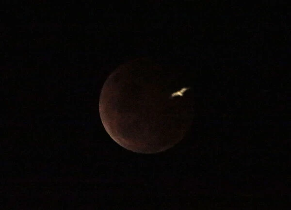 A seagull flies in front of a total lunar eclipse, also known as a blood moon, in