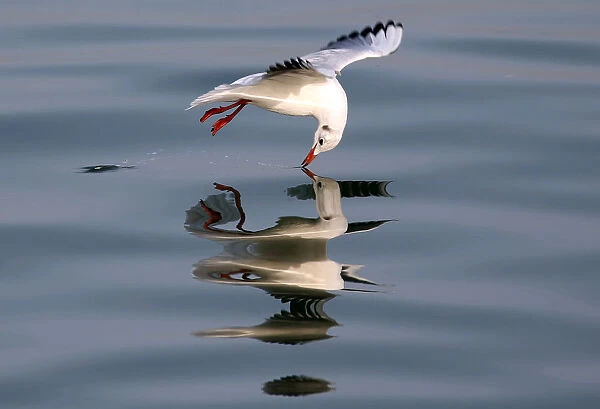 A seagull flies above water in Sidon