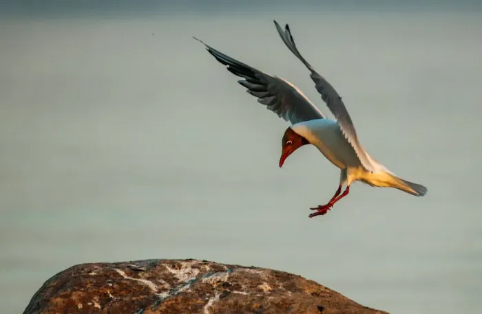 Framed Print : A seagull lands on a rock during sunset in Komarovo outside Saint Petersburg