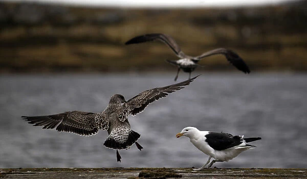 A seagull perches on a pier as two Falkland Skua birds fly away in Port Stanley