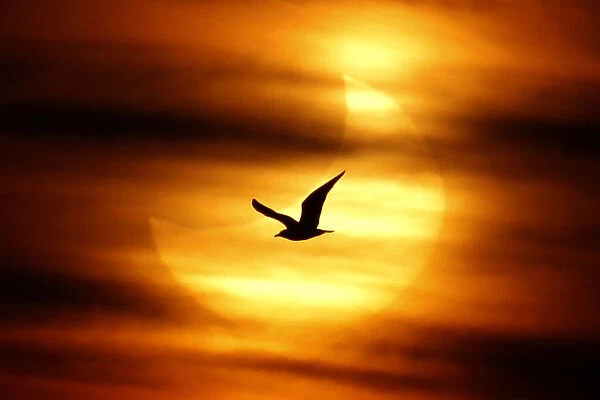 A seagull is silhouetted against the sun at dawn during a partial solar eclipse