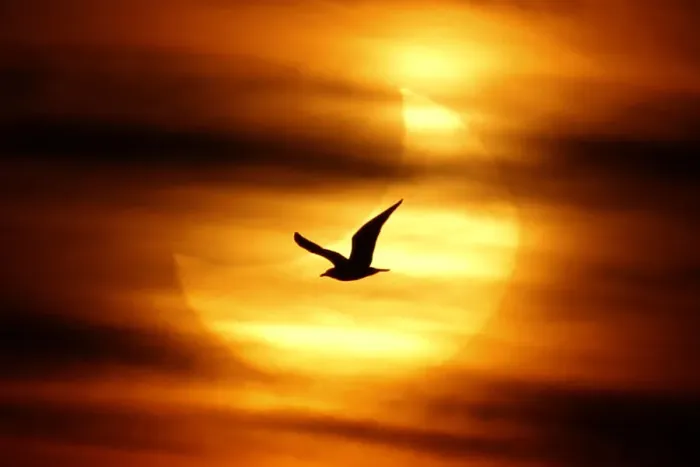 Framed Print : A seagull is silhouetted against the sun at dawn during a partial solar eclipse Framed Print : A seagull is silhouetted against the sun at dawn during a partial solar eclipse