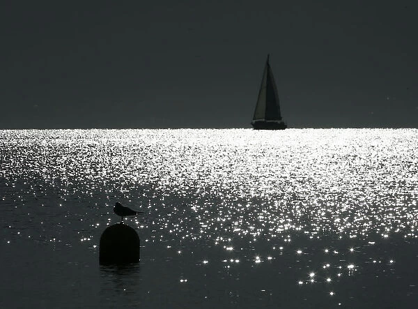 A seagull sits on a buoy on Lake Leman on an autumn morning in Preverenges