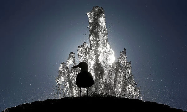 A seagull stands atop a fountain in Saint Peters Square at the Vatican