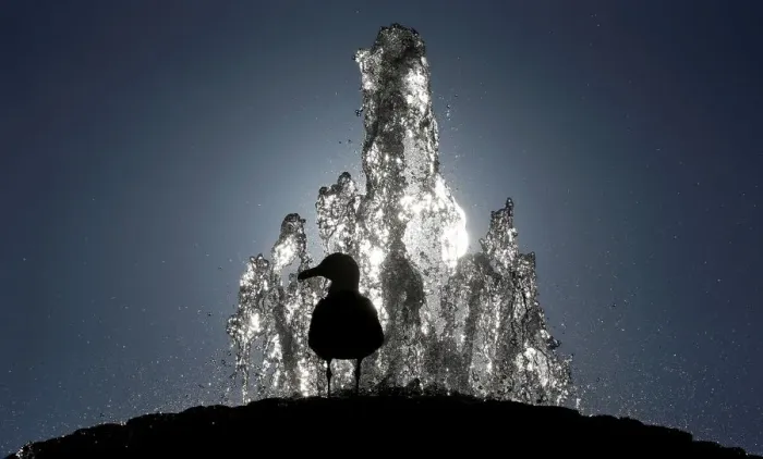 Framed Print : A seagull stands atop a fountain in Saint Peters Square at the Vatican Framed Print : A seagull stands atop a fountain in Saint Peters Square at the Vatican