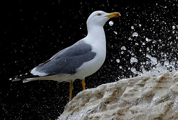 A seagull stands on a fountain in Saint Peters Square at the Vatican