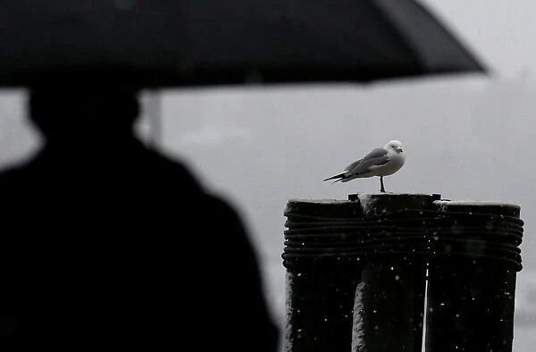A seagull takes shelter during a winter nor easter storm in New York