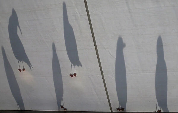 Seagulls cast shadows on the roof of the media centre