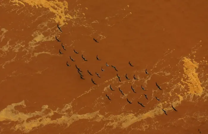 Framed Print : Seagulls fly near the mouth of the Rio Doce, which was flooded with mud after a dam owned Framed Print : Seagulls fly near the mouth of the Rio Doce, which was flooded with mud after a dam owned