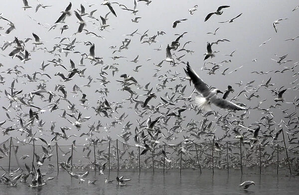 Seagulls fly over nets searching for food during a traditional haul of the Velky Tisy