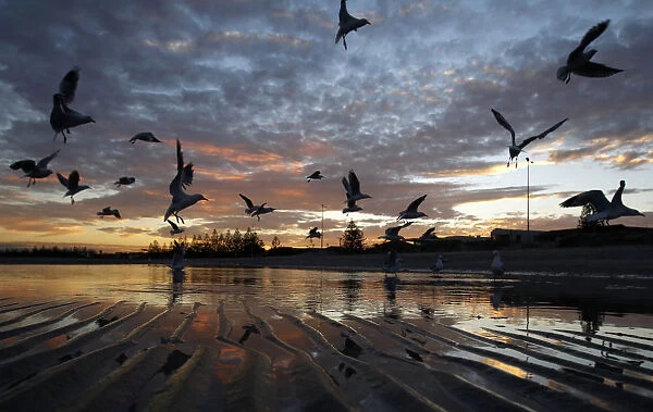 Seagulls are seen silhouetted against the sunset at the seaside suburb of Altona in