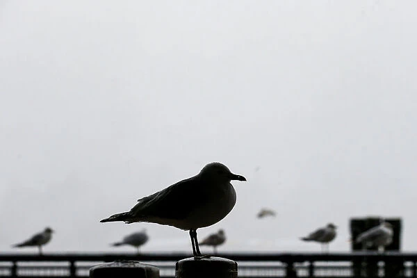 Seagulls take shelter during a winter nor easter storm in New York