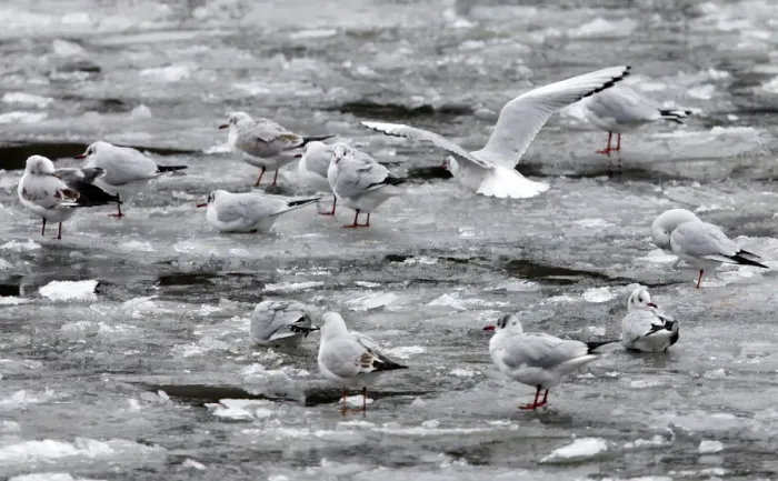 Framed Print : Seagulls sit on ice floes at the frozen historic harbour in downtown Berlin