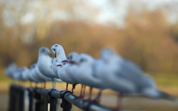 Seagulls sit on a railing in Hyde Park, in London