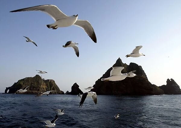 Seagulls soar in the sky near Dokdo islets
