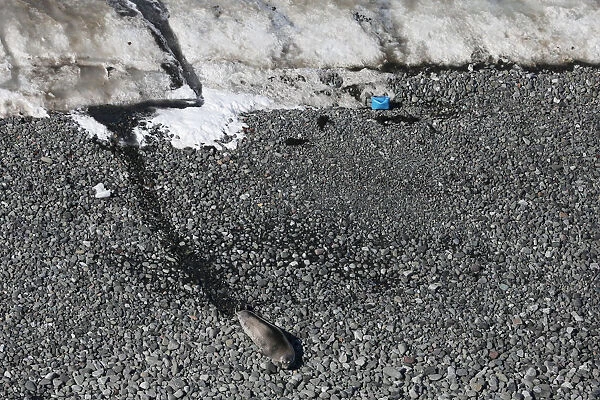 A seal lies near an unidentified plastic object in Half Moon Bay, Antarctica