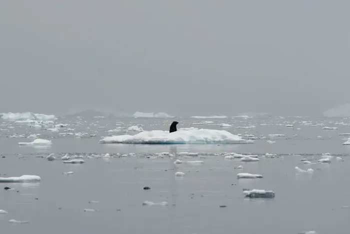 Framed Print : A seal occupies an iceberg in Andvord Bay, Antarctica Framed Print : A seal occupies an iceberg in Andvord Bay, Antarctica