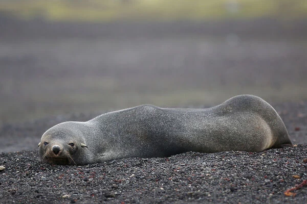 A seal rests on Deception Island, Antarctica