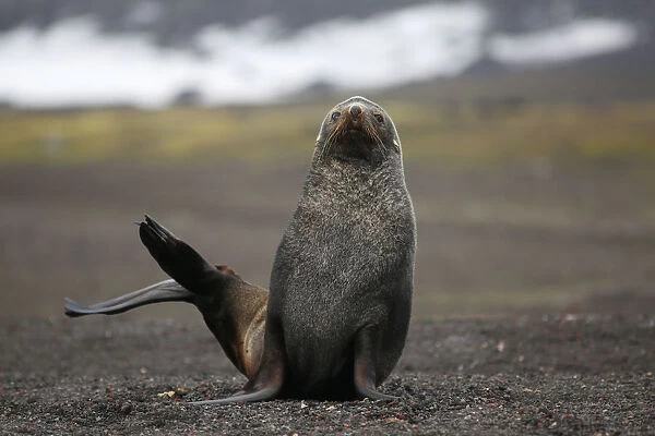 A seal sits on Deception Island, which is the Caldera of an active volcano in Antarctica