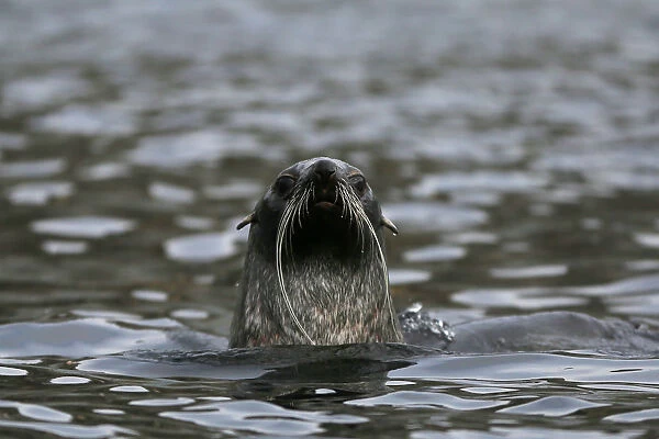 A seal swims in Maxwell Bay, Antarctica