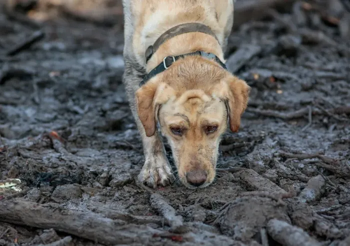 Framed Print : A search and rescue dog is guided through properties after a mudslide in Montecito Framed Print : A search and rescue dog is guided through properties after a mudslide in Montecito