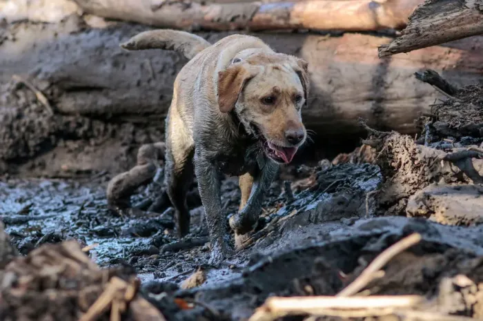 Framed Print : A search and rescue dog is guided through properties after a mudslide in Montecito Framed Print : A search and rescue dog is guided through properties after a mudslide in Montecito