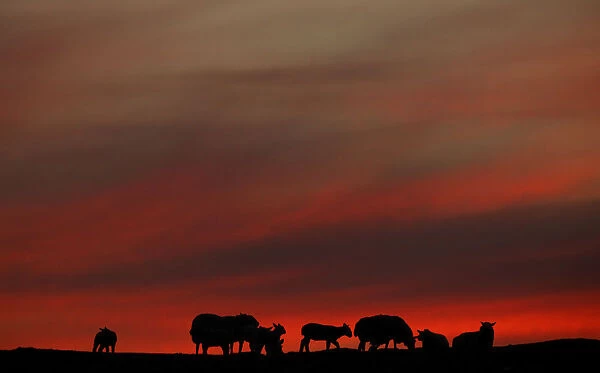 The setting sun illuminates the clouds as sheep graze in a field during the Cloud
