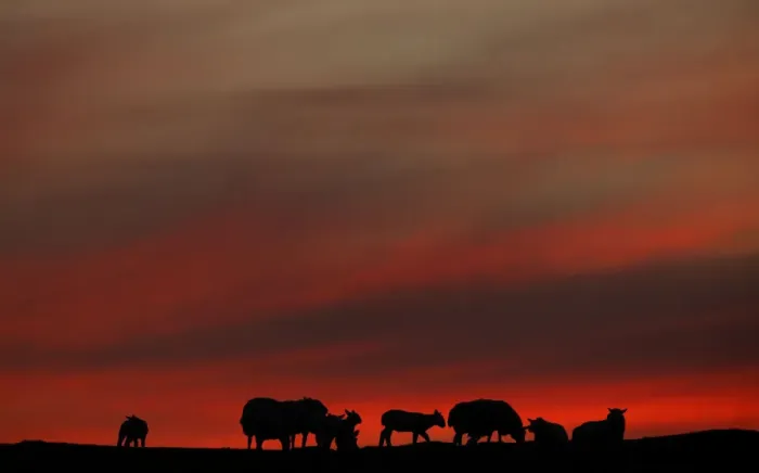 Framed Print : The setting sun illuminates the clouds as sheep graze in a field during the Cloud Framed Print : The setting sun illuminates the clouds as sheep graze in a field during the Cloud