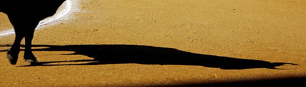 The shadow of a bull is seen in the sand during a bullfight at the bullring of El
