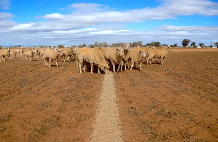 Framed Print : Sheep eat grain on a drought-affected paddock on a property located on the outskirts of Framed Print : Sheep eat grain on a drought-affected paddock on a property located on the outskirts of