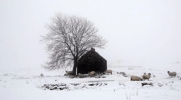 Sheep gather around a derelict house near the village of Cargan