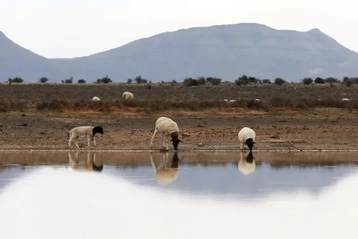 Framed Print : Sheep gather around a watering hole near Aberdeen in the Karoo Framed Print : Sheep gather around a watering hole near Aberdeen in the Karoo