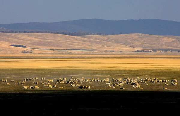 Sheep graze on the dry lake bed of Lake George near the Australian capital city of Canberra