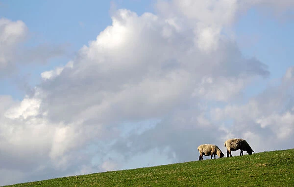 Sheep graze at a farm in the village of Jitrava near Liberec