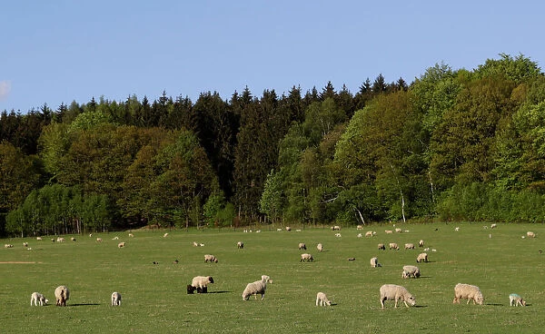Sheep graze at a farm in the village of Jitrava near Liberec