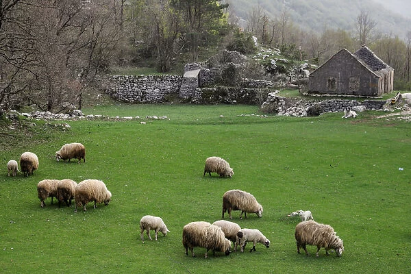 Sheep graze in a field near the village of Njegusi