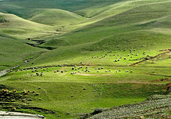 SHEEP GRAZE ON MOUNTAIN SLOPES NEAR THE TOWN OF SULEIMANIYA IN IRAQ