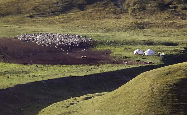 Sheep graze near yurts on the mountainous Assy plateau